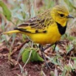 image of bird