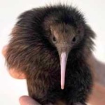 image of bird