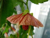 image of flower
