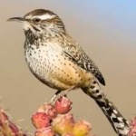 image of bird
