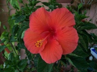 image of flower