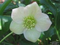 image of flower