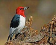 image of animal