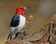 image of woodpecker #16