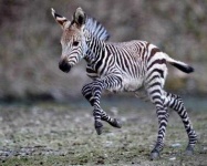 image of animal