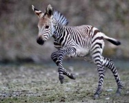 image of zebra #29