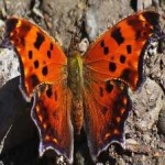 image of animal