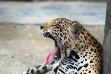 image of jaguar_car