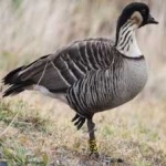 image of bird