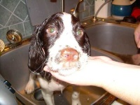 image of english_springer