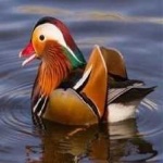image of bird