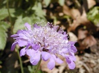 image of flower