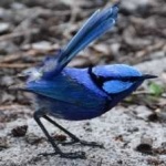 image of bird