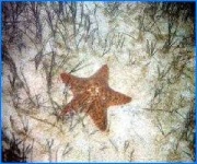 image of starfish