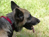 image of german_shepherd