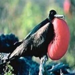 image of bird