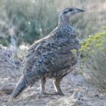 image of bird