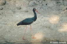 image of black_stork