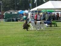 image of borzoi