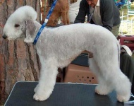 image of bedlington_terrier