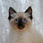 image of animal