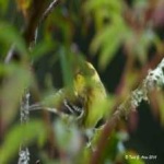 image of bird