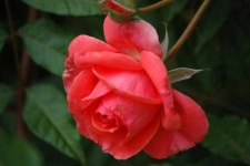 image of flower