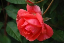 image of rose #11