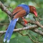 image of bird