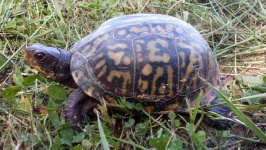 image of animal