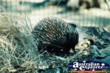 image of echidna