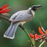 image of bird