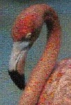 image of animal