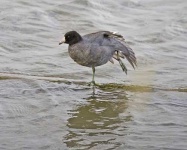 image of american_coot