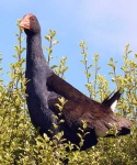 image of european_gallinule #10