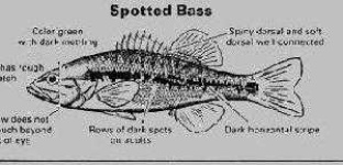 image of animal