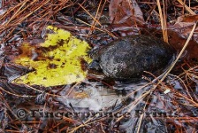 image of mud_turtle