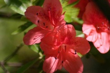 image of azalea #12