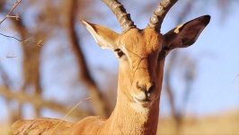image of animal