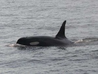 image of killer_whale #21