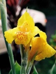 image of flower