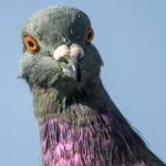 image of bird