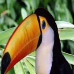 image of bird