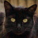 image of animal