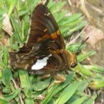 image of animal