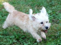image of dandie_dinmont