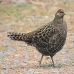 image of bird