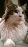 image of maine_coon #15