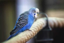 image of parakeet