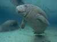 image of dugong